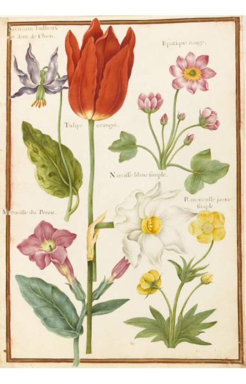 Nicolas Robert, Flower studies, 17th century. Watercolour on vellum. France. Via Fitzwilliams Museum