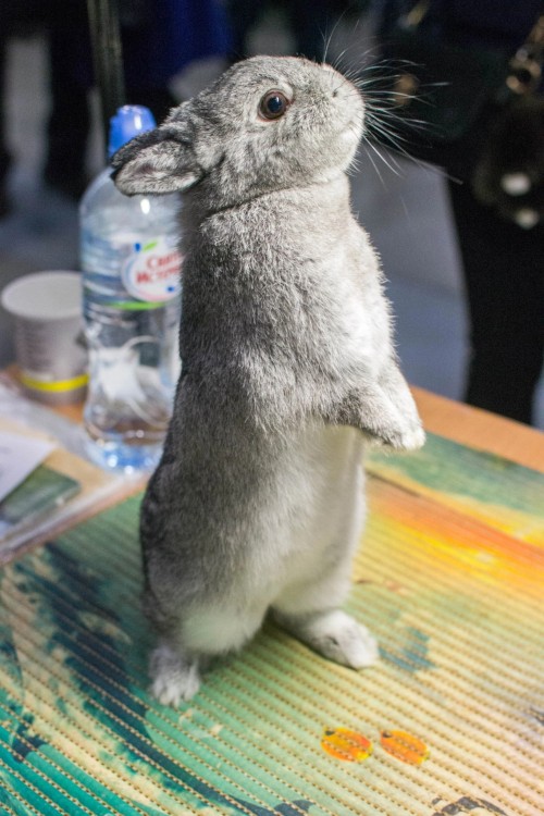 I See That Tumblr Loves Rabbits) I Was A Photographer At A Fluffy Exhibition, So Enjoy It)