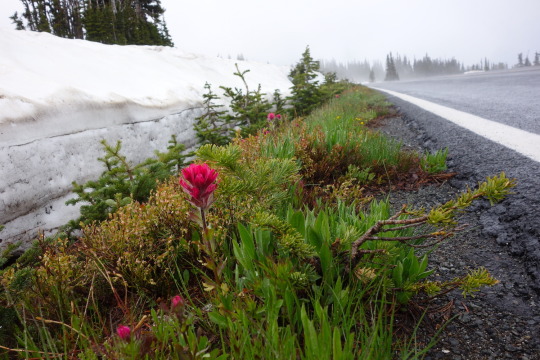 mountrainiernps:Why are there meadows? Meadow plants in subalpine areas are better