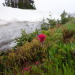 mountrainiernps:Why are there meadows? Meadow plants in subalpine areas are better