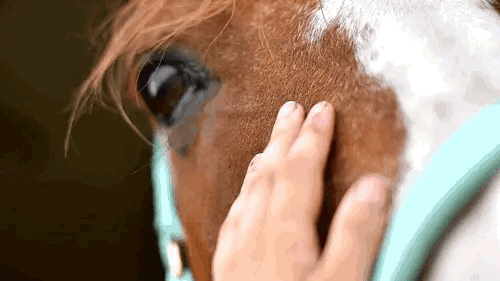 How can you not love horses?