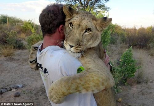 viitec:  phototoartguy:  The lioness who hugs hoodies: Amazing pictures of abandoned big cat and her heartwarming bond with men who saved her This is enough to warm even the wildest of hearts. Deep in the African bush a lioness gives giant hug to the