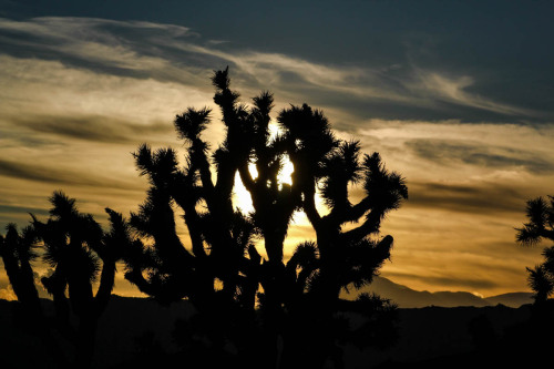 Joshua Tree National Park.