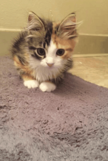 First video of our new kitten Nora and she does THE WIGGLE!