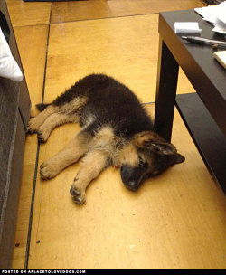 aplacetolovedogs:  German Shepherd puppy