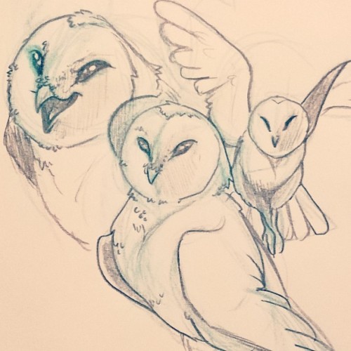 medovukha:Day 302 - Barn Owl ~ The italian word for barn owl is “Barbagianni” (buhr-ba-j