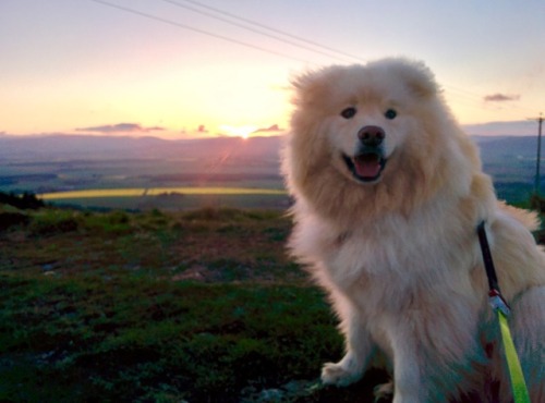 sunset pupper