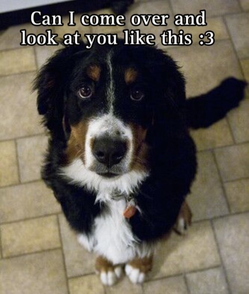 Ive Really Been Debating If My Domestic Dog Theriotype Is A Bernese Aussie Mix (bernesse Mountain Dog
