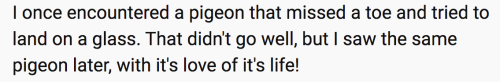 hedgehog-moss:I wish I could let pigeons know that people on the internet love & support them