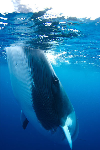 wild-earth:  thelovelyseas:  Minke Whale (x)  By Monty Halls