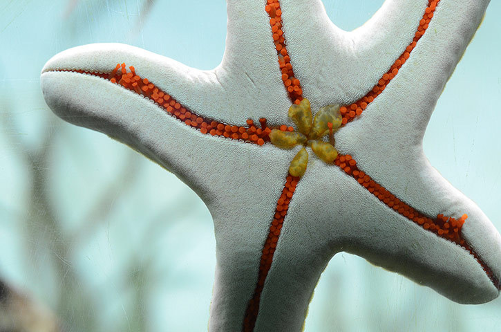 allcreatures:
“ “ A granulated sea star (Choriaster granulatus) at Madrid zoo and aquarium, Spain. The granulated sea star is a species of starfish. It is the only species in the genus Choriaster, feeds on algae and detritus and occurs on rubble...