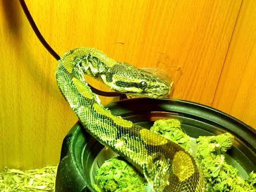 earthandanimals:  marcelinethevampirequeeenn:  yourhusbandrysucks:  reptiliaherps:  couragethecowardlystoner:  me and my brother were drying out some bud in his snake tank and he started slithering all over it, got a bit protective as well haha  I’m