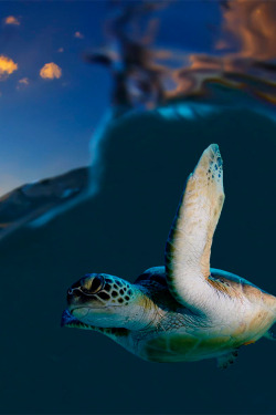 vurtual:  Turtle At Sunset (by Sam Stewart)