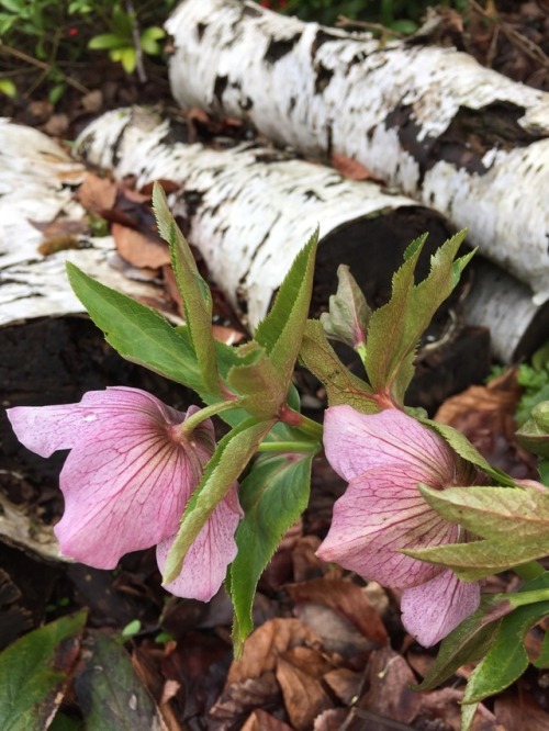 5-and-a-half-acres:Various hellebores.