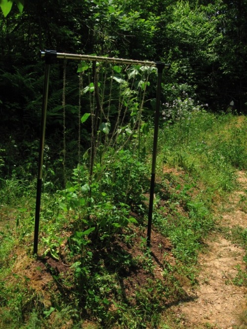 howlmountainfarm: The heat wave is pushing the last of the spring weeds like the chickweed out in a 