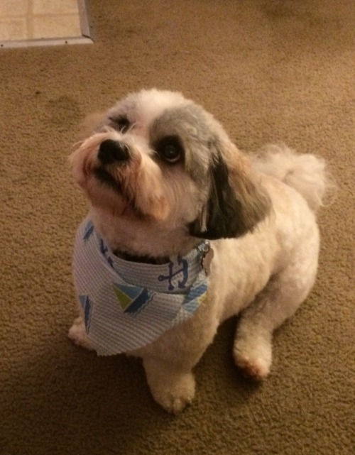 handsomedogs:  Our year and a half old Havashu Oliver showing off his bandana from the groomer 