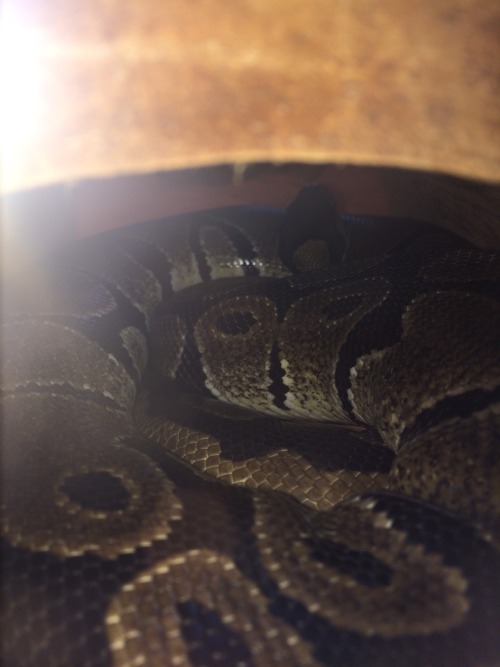 queenanuka:A few nights ago I fed my ball python, Thor, before I put him into hibernation for the wi