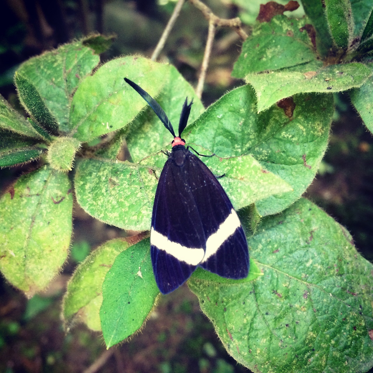 ““Hi. Perhaps it’s common but I’m here for just three weeks. Saw it yesterday in Kyoto.
Best,
D” ”
Thanks very much for your photo submission. I was happy to receive such a clean photo of your moth, which is a common and handsome “Hotaru-Ga”, which...