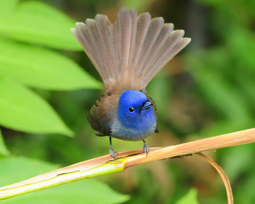 magicalnaturetour: Some superb photographs of birds, Sushyue Liao , a Taiwanese photographer (via)