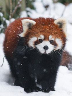 wild-diary:Winter Panda | Mark Dumont