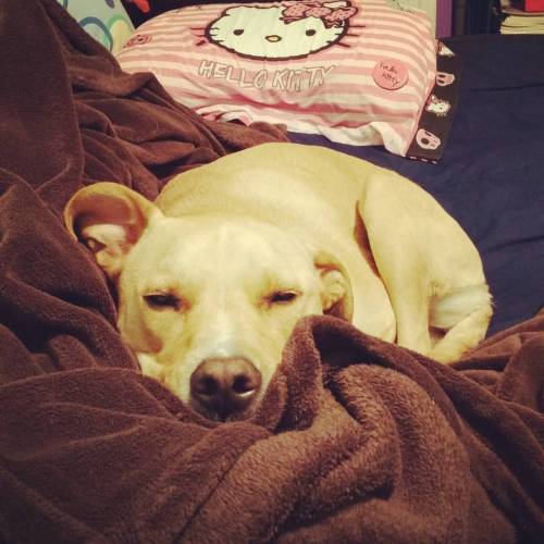 puppo #cute #puppy #dogs