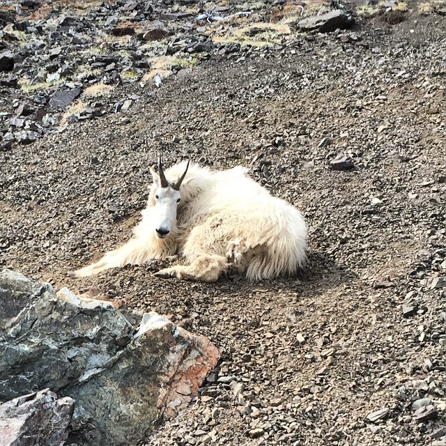 Billy Goat Gruff. At one point during my hike yesterday, I was forced to backtrack 10 minutes because the goat wouldn’t let me pass. I was eventually saved by two old women with bear spray. Pictured here, Billy is a bit more chill on my decent.