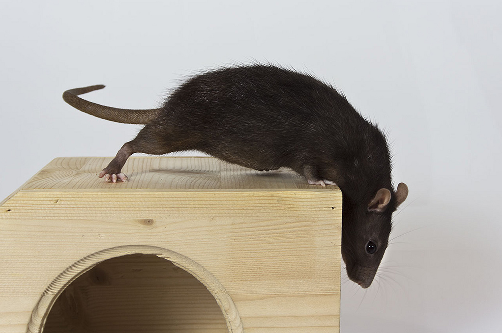 lusidar:  lusidar:   &ldquo;Pet Rat&rdquo; Setup:Canon EOS 60D + Flash +