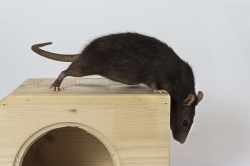 lusidar:  lusidar:   “Pet Rat”