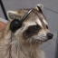 theraccoonkween