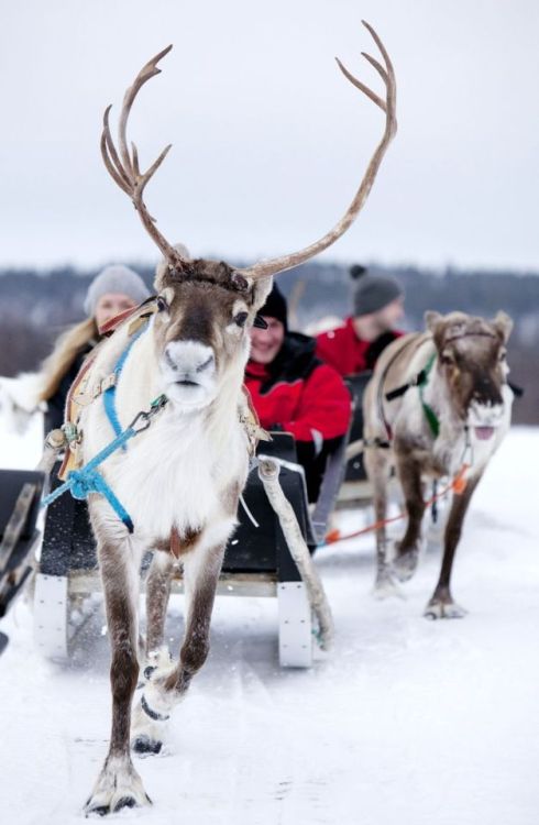 Fonte 39 best Reindeers in Lapland images d83263152716a76bd481e8e65ce6a696–lapland-trips-sleig