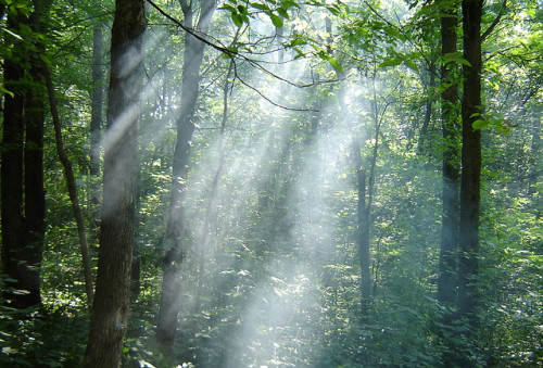 captain1aardvark:Smokey Woods by Cory FunkVia Flickr:Lucky rays in Sakatah State Park.Taken by CoryQ