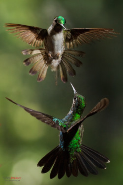 fairy-wren:  (via 500px / Two hummingbirds in flight at the highlands of Costa Rica by Chris Jimenez)  White-Bellied Mountaingem