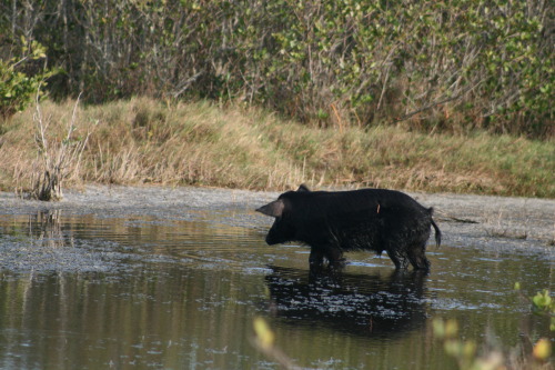 Feral hog, Merritt Island National Wildlife Refuge, Blackpoint Wildlife Drive - Titusville, FL