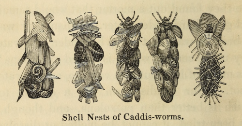 Ornate caddisfly nests. Uncle Philip’s conversations with children about the tools and trades 