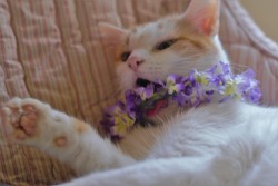 unflatteringcatselfies:  tried to put a flower crown on daisy - @cat-comfort 