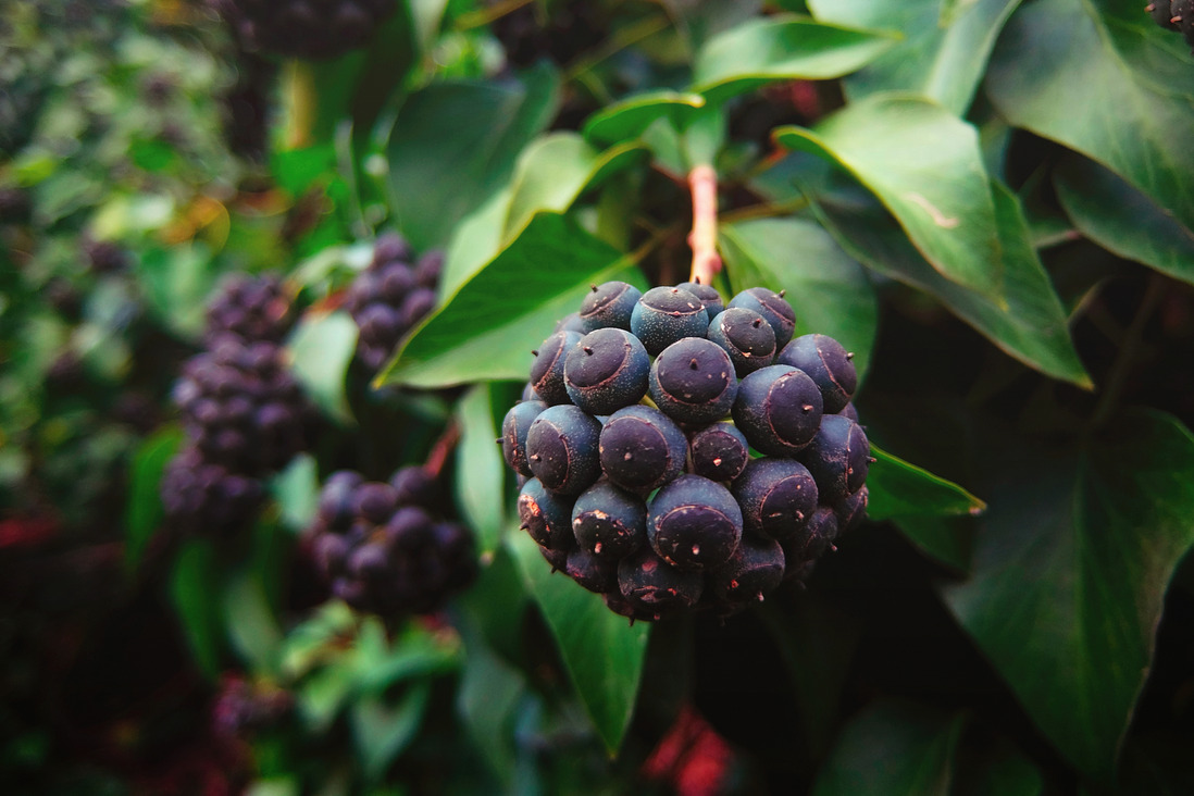 elvenforestworld: Hedera helix, the common ivy, English ivy, European ...