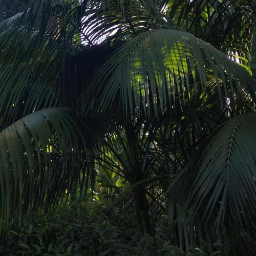 figplants