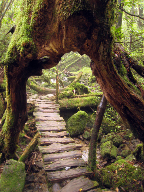 sad-plath: Shiratani Unsuikyo Ravine (by JoshBerglund19) 