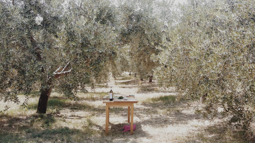 In the olive grove Istra, July 2015