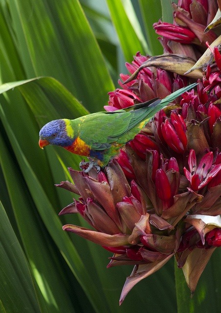 ecogboutique:  Image source: Rainbow on Red by allanhowell1