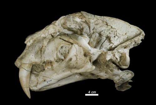 rhamphotheca:Killer Cave Lured Ancient Carnivores to Their Deathby Tia GhoseA cavern in Spain may ha