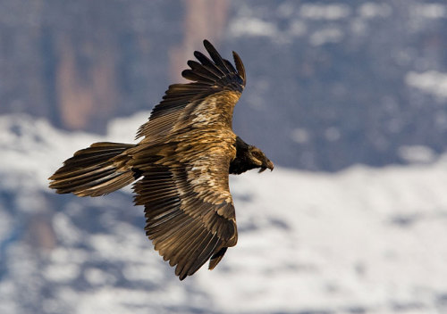 ainawgsd:Bearded VultureBearded vultures have reddish yellow or white plumage on the head and breast