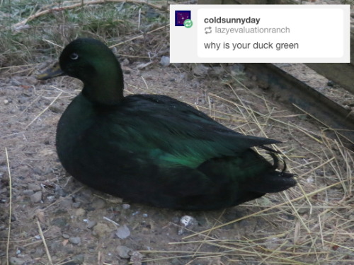 lazyevaluationranch: 1/13/17 @coldsunnyday The ducks aren’t actually green. They’re