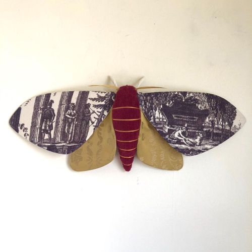 One more moth before my shop update today at 6:00pm EST. This classical boy is Maurice ...#moth #mot