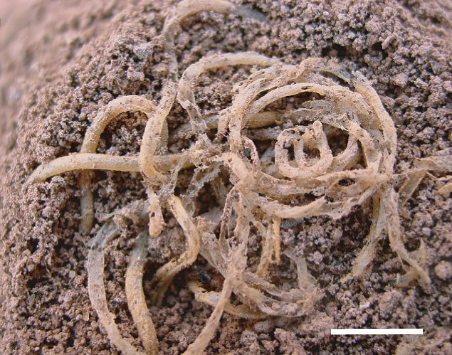 worldhistoryfacts:  Four thousand year old noodles found in north-eastern China by