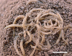 worldhistoryfacts:  Four thousand year old noodles found in north-eastern China by archaeologists, made not of wheat, but of millet. These are the oldest noodles ever found by archeologists – previous evidence of noodles was only half as old, and