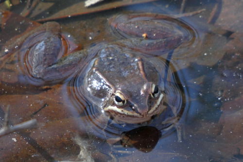 celestialmacros:Early songs of SpringWood Frogs (Lithobates sylvaticus)February 23 and March 3, 2022