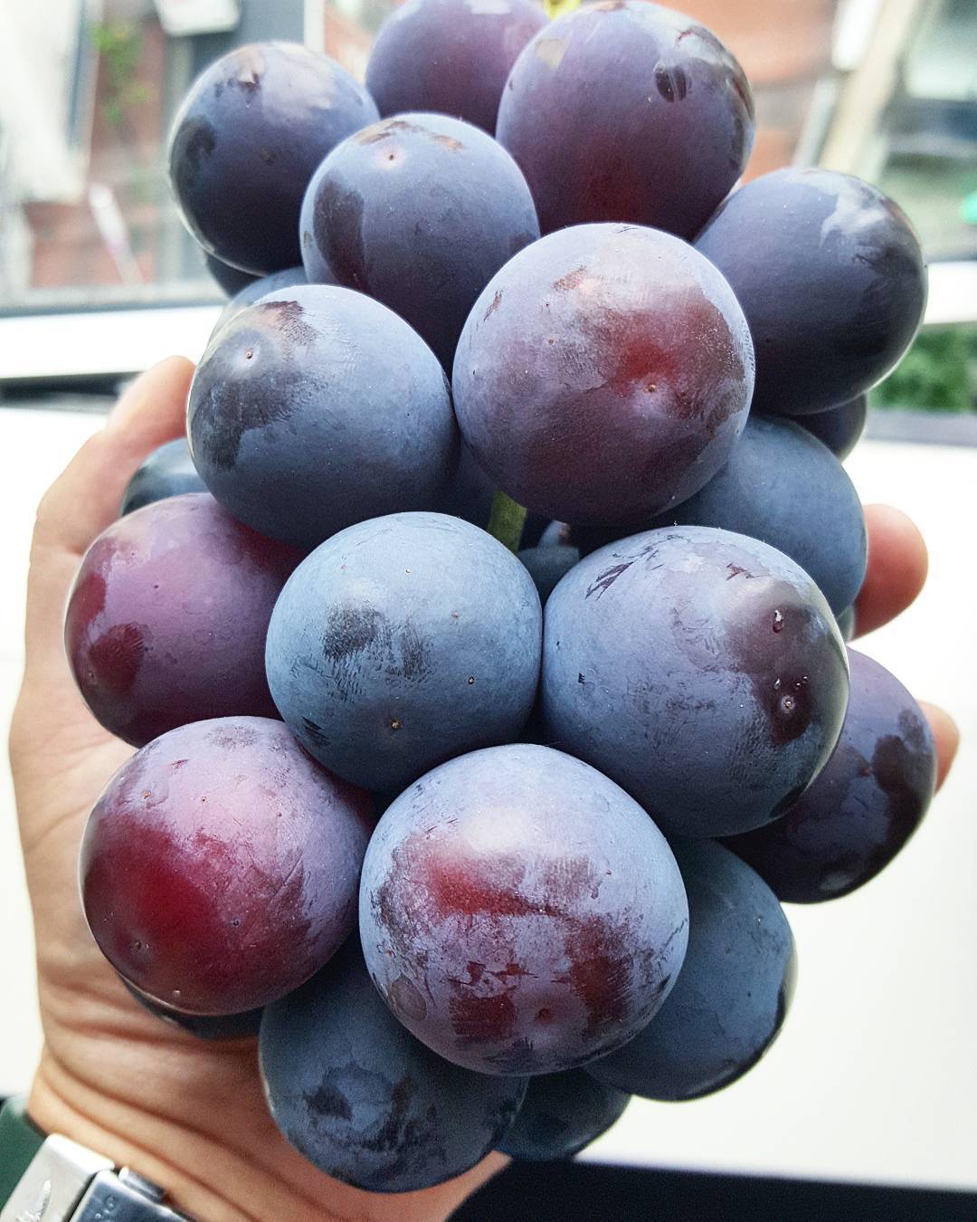 Giant grapes deals