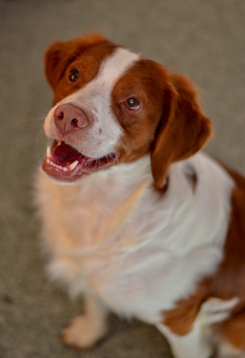 My uncles brittany. …watching me eat.