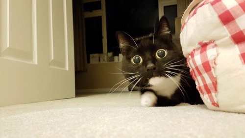 somecutething:Big eyes, fangs out. She’s found something interesting. (via Curious Zelda)